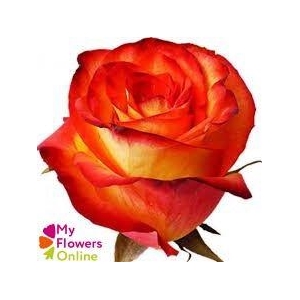 R Gr High & Magic Bicolor 60cm EC