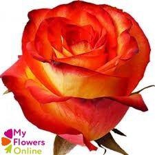 <h4>R Gr High & Magic Bicolor 60cm EC</h4>