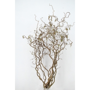 CORYL AV CONTORTA 2 JARIG 170CM