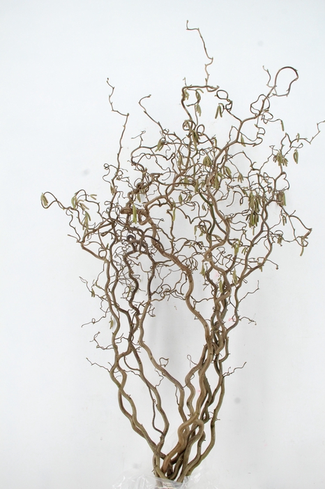 <h4>CORYL AV CONTORTA 2 JARIG 170CM</h4>