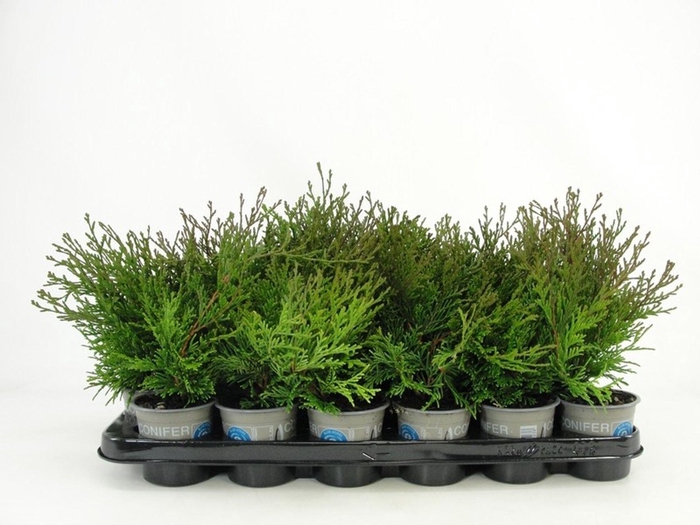 <h4>Chamaecyparis obtusa</h4>