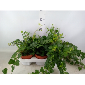 Hedera helix 'Wonder'