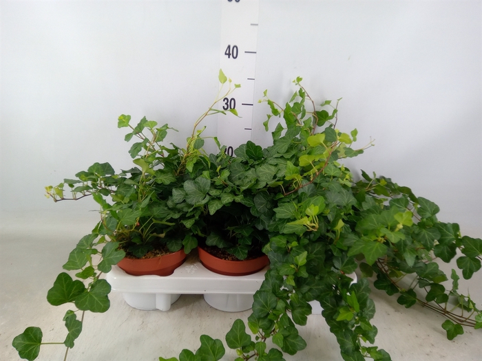<h4>Hedera helix 'Wonder'</h4>