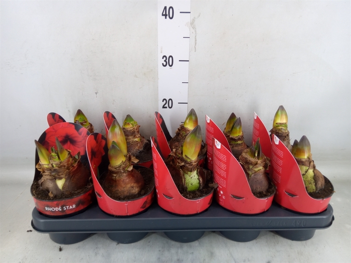 <h4>Hippeastrum GA 'Rhode Star'</h4>