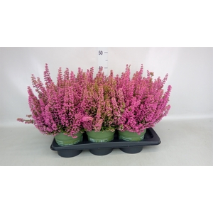Erica gracilis 'Bea Queen Sofie'