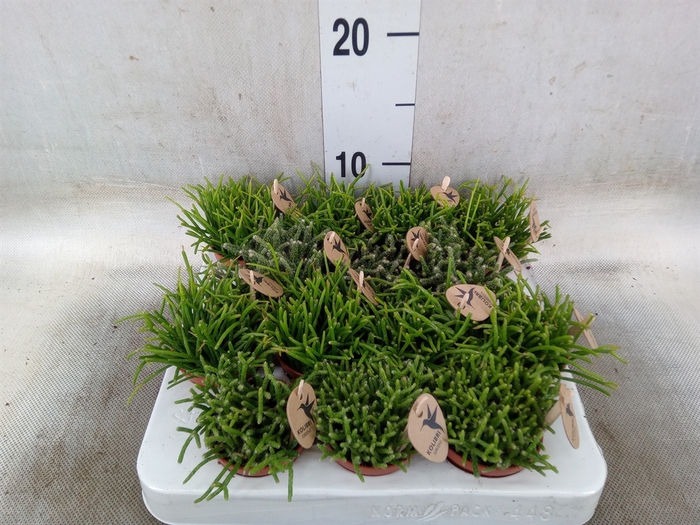 <h4>Stapelia leendertziae</h4>