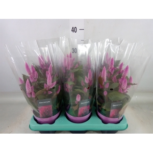 Celosia spic. 'Merida Pink'