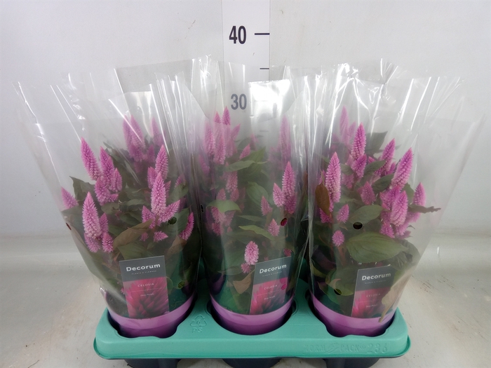 <h4>Celosia spic. 'Merida Pink'</h4>