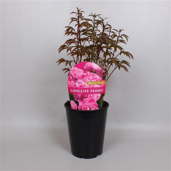 <h4>Paeonia Premium Longlife 26CM Roze</h4>