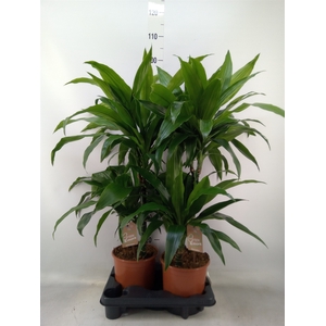 Dracaena fr de 'White Stripe'