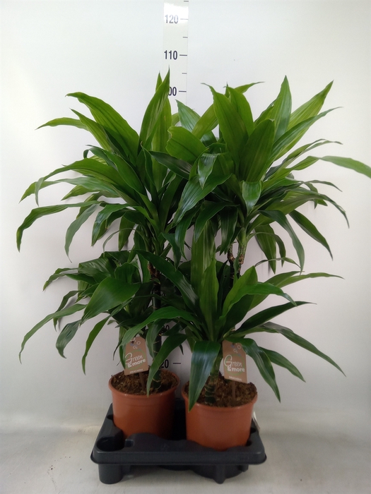 <h4>Dracaena fr de 'White Stripe'</h4>
