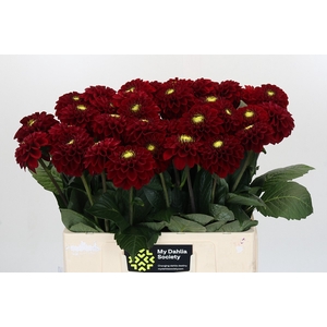 Dahlia Red Fox
