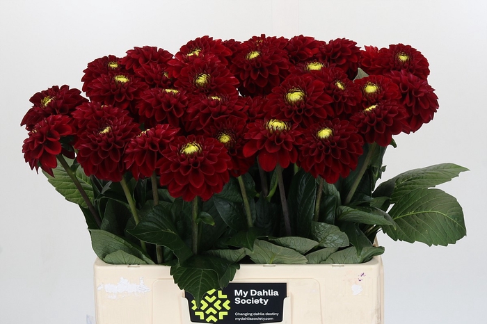<h4>Dahlia Red Fox</h4>