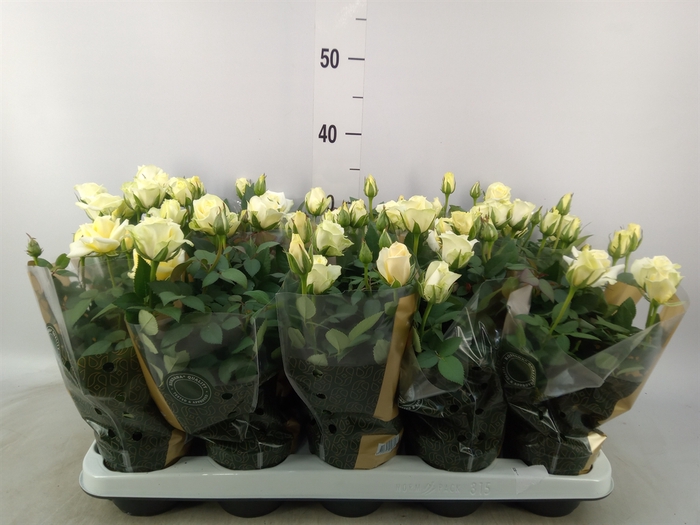 <h4>Rosa  'Pearl Kordana'</h4>