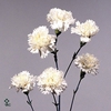 # Dr. Papaver Big Bianco 100-120gr **clearout**