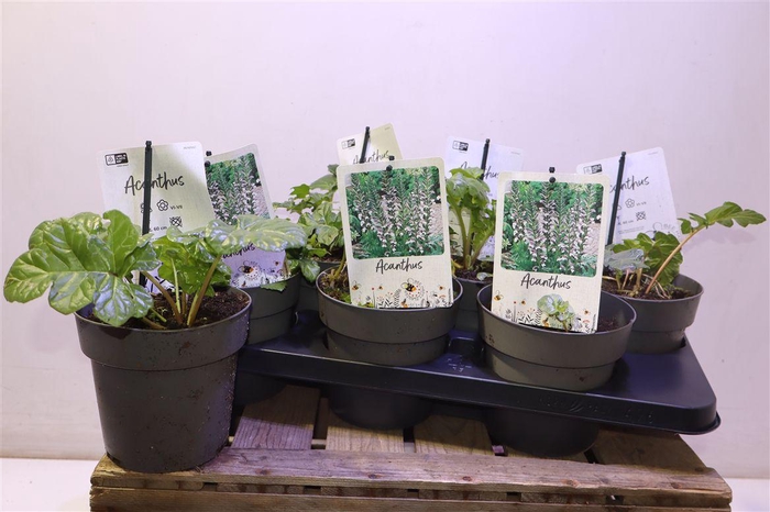 <h4>Acanth Mollis</h4>