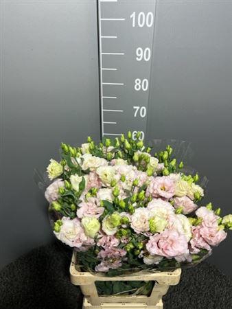 <h4>Eus G Corelli Light Pink</h4>