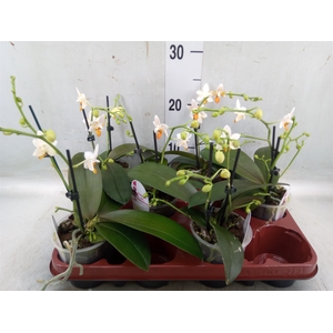 Phalaenopsis   ...
