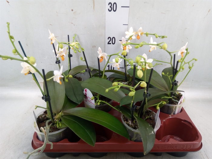 <h4>Phalaenopsis   ...</h4>