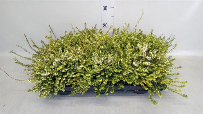 <h4>Erica darley. 'White Perfect'</h4>