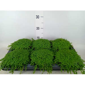 Soleirolia soleirolii   ...green