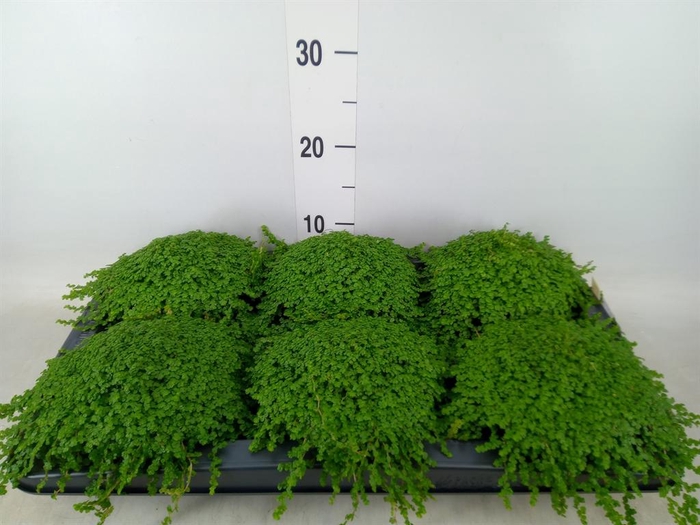 <h4>Soleirolia soleirolii   ...green</h4>