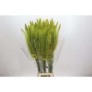 Eremurus Stenophyllus