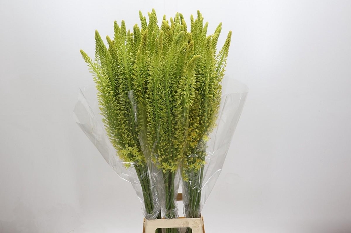 <h4>Eremurus Stenophyllus</h4>