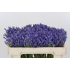 Agapanthus EYFORI Blue