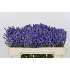 Agapanthus EYFORI Blue