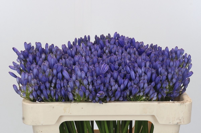 <h4>Agapanthus EYFORI Blue</h4>