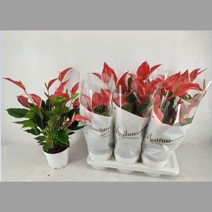 ANTHU BANDEROLA ROJA