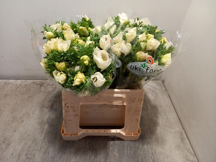 <h4>ANEM CO GALIL WIT</h4>