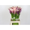 Zantedeschia Eydolls Purple White