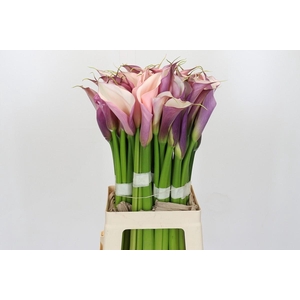 Zantedeschia Eydolls Purple White