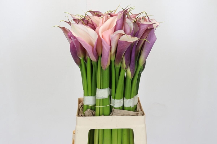 <h4>Zantedeschia Eydolls Purple White</h4>