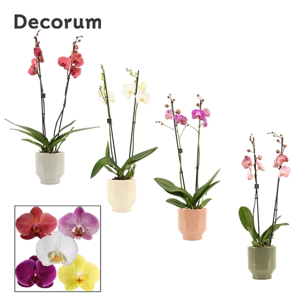 <h4>Phalaenopsis 2 tak 16+ mix in Pato (Deco-collection)</h4>