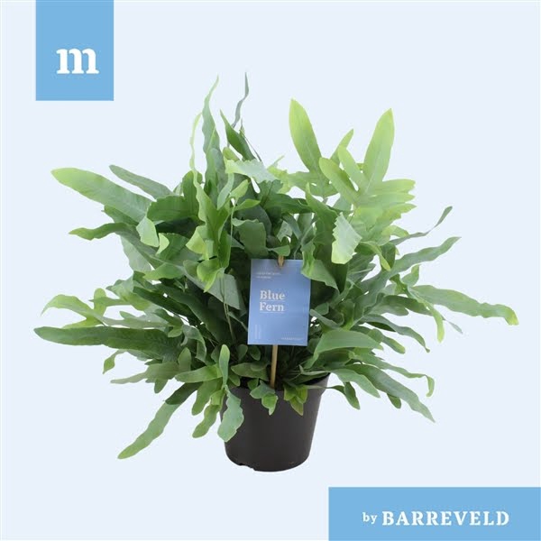 <h4>Phlebodium 'Blue Fern'</h4>