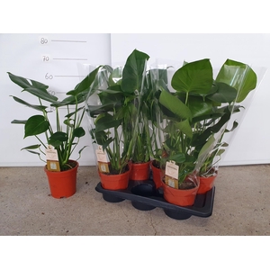 MONSTERA DELICIOSA