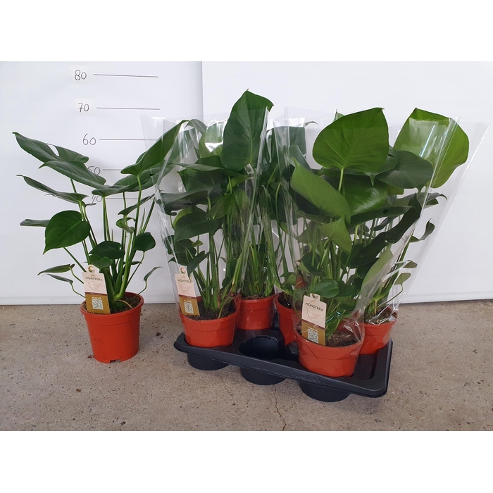 <h4>MONSTERA DELICIOSA</h4>