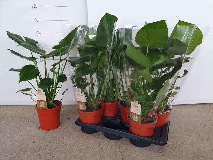 <h4>MONSTERA DELICIOSA</h4>
