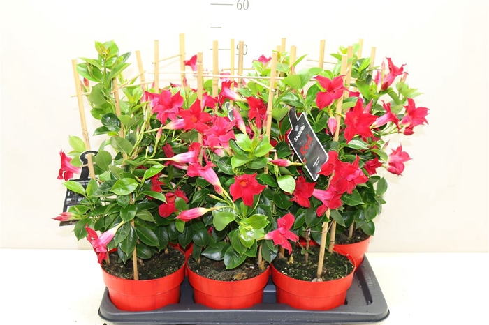 <h4>Mandevilla Sun Red Tower</h4>