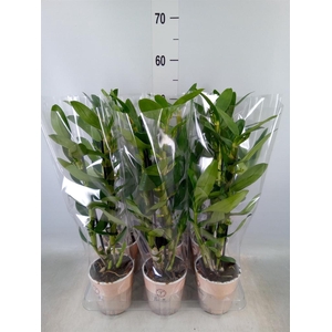 Dendrobium nob. 'SpringDre Kumiko'