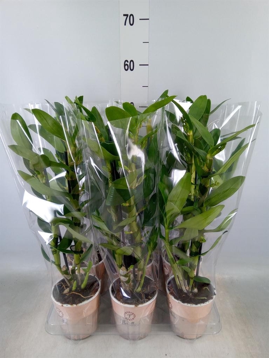 <h4>Dendrobium nob. 'SpringDre Kumiko'</h4>