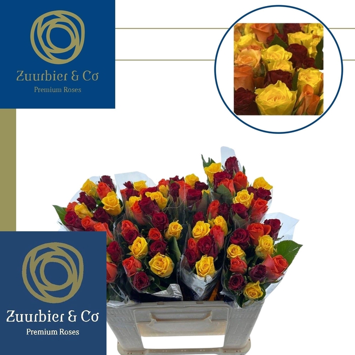 <h4>R GR GEM IN BOS</h4>