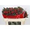 Hypericum True Romance Spray
