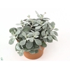 Kalanchoe NF pumila