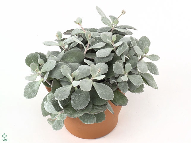 Kalanchoe NF pumila