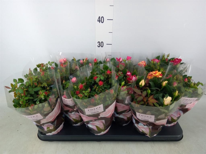 <h4>Rosa  'Victory'   ...mix</h4>