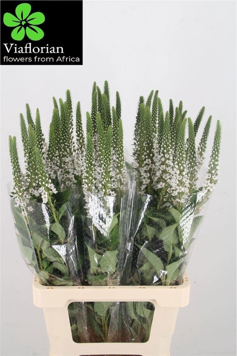 <h4>LYSIM CLETHROIDES</h4>